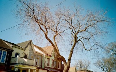 Essential Roof Maintenance Tips for Homeowners in Yonge-St.Clair